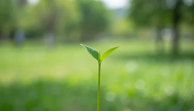 小程序商城模板如何影响网站性能?